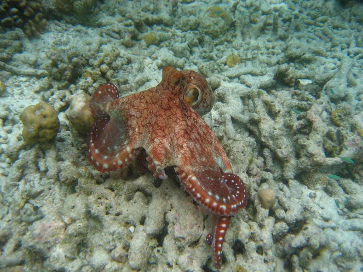 Asaa View Maldives Hotel Feridhoo Kültér fotó